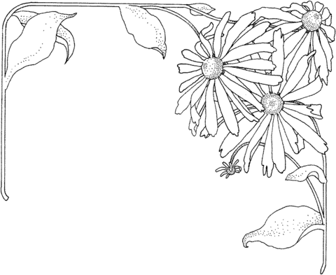 Aster 1 Coloring Page